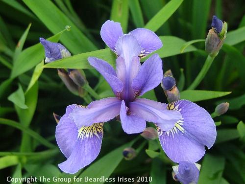 Mainstream Tempest (Sibcolor) 2